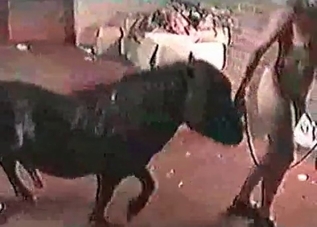 Watch a restless horse banging this pervert