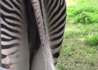 Zebra has a very nice and fuckable ass