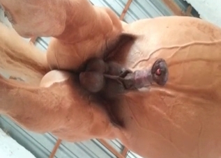 Brutal mustang is fucking a zoophile