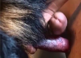 Close up video entertainment for a really cute doggie